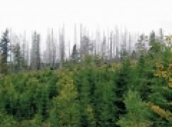 Żywy problem z ilością martwego drewna (nr 5/2014)