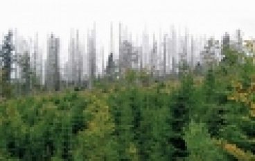 Żywy problem z ilością martwego drewna (nr 5/2014)