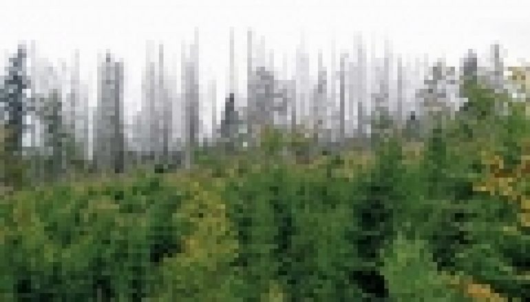 Żywy problem z ilością martwego drewna (nr 5/2014)