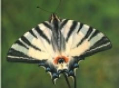 Motyle dzienne Polski. Atlas bionomii