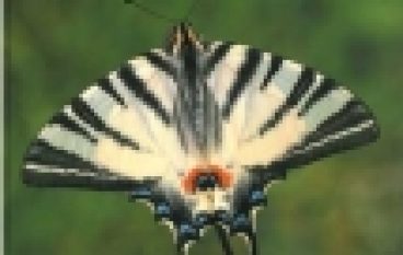 Motyle dzienne Polski. Atlas bionomii