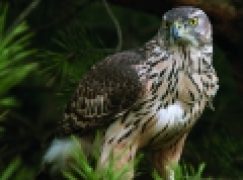 Ustawa o ochronie przyrody – Jastrząb nie wilk, odszkodowanie się nie należy