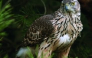 Ustawa o ochronie przyrody – Jastrząb nie wilk, odszkodowanie się nie należy