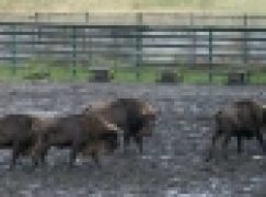 Puszcza Borecka – Stado żubrów odstrzelone