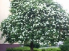 Polskie Drzewo Roku 2019 – Bez czarny wzbudził uznanie