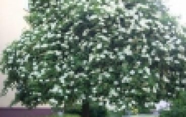 Polskie Drzewo Roku 2019 – Bez czarny wzbudził uznanie