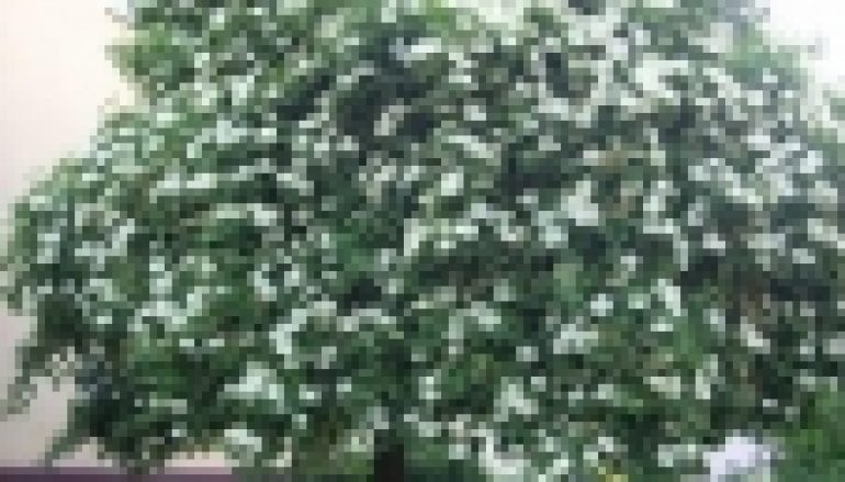 Polskie Drzewo Roku 2019 – Bez czarny wzbudził uznanie