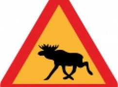 Moratorium na łosia – Minister się wycofał?