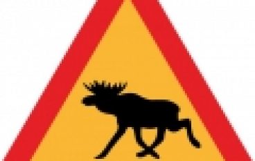 Moratorium na łosia – Minister się wycofał?