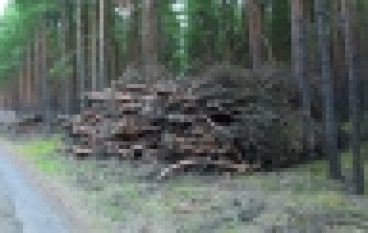 Plan Morawieckiego – Stawiamy na leśną biomasę