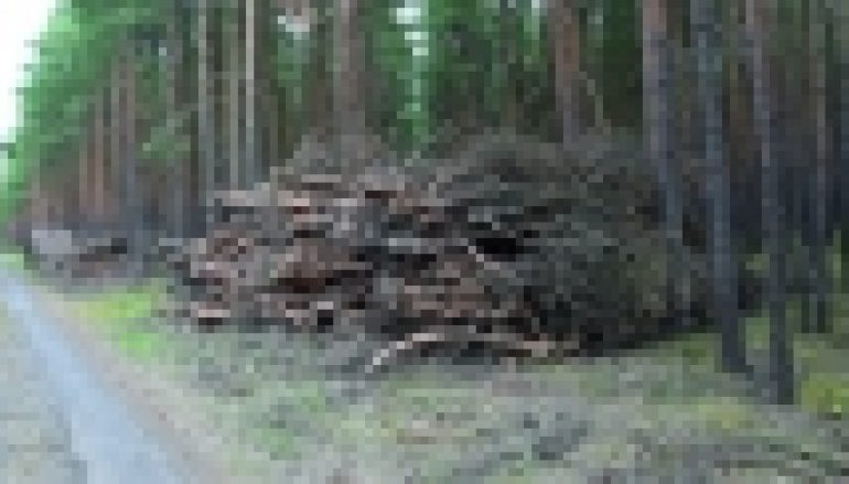 Plan Morawieckiego – Stawiamy na leśną biomasę