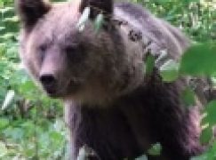 Z petardą na kłopotliwego niedźwiedzia  (20/2019)