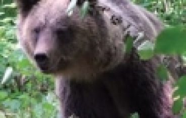 Z petardą na kłopotliwego niedźwiedzia  (20/2019)