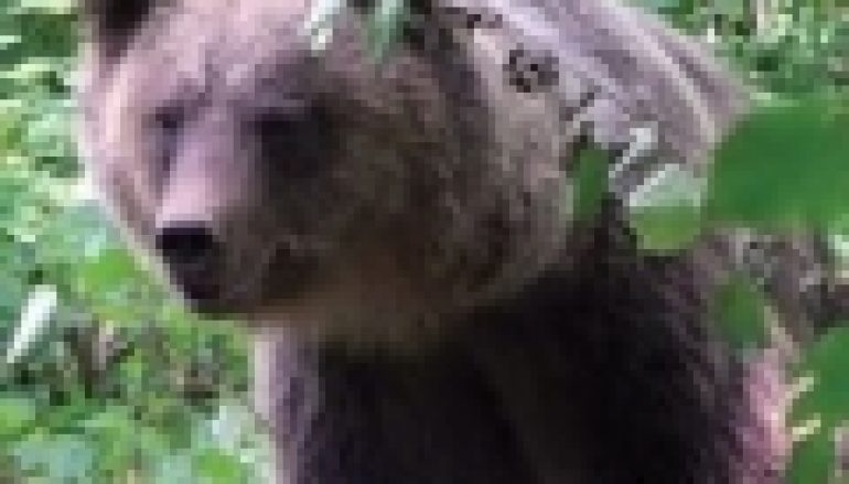 Z petardą na kłopotliwego niedźwiedzia  (20/2019)