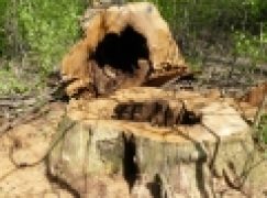 Dąb – to brzmi groźnie