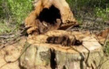 Dąb – to brzmi groźnie