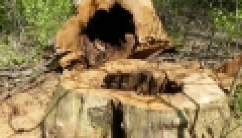 Dąb – to brzmi groźnie