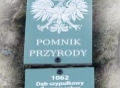 Pomnikowe rozterki (11/2019)