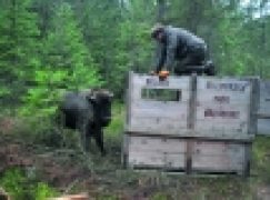 Nadleśnictwo Żednia – Nowe stado żubrów