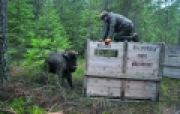 Nadleśnictwo Żednia – Nowe stado żubrów