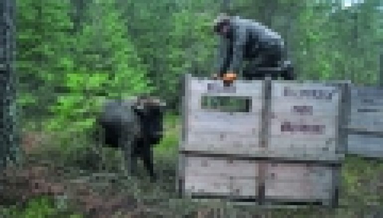 Nadleśnictwo Żednia – Nowe stado żubrów