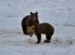 RDLP w Krośnie – Niedźwiedzie nie chcą spać