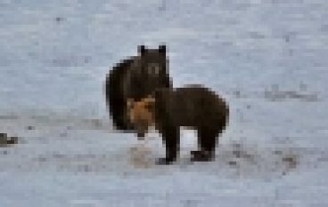 RDLP w Krośnie – Niedźwiedzie nie chcą spać