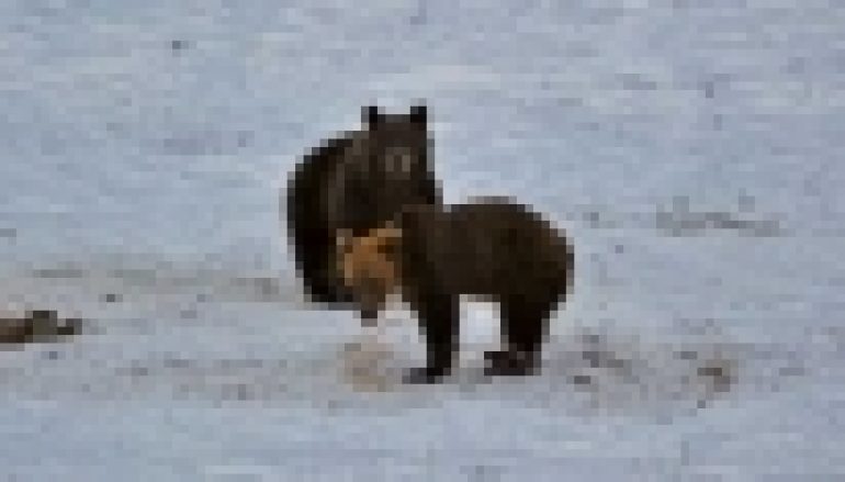 RDLP w Krośnie – Niedźwiedzie nie chcą spać