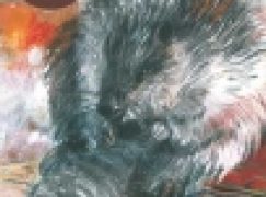 Siedmiu wspaniałych – Bóbr