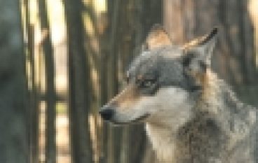 Wilki z Głuska w prokuraturze – Nadleśnictwo na cenzurowanym