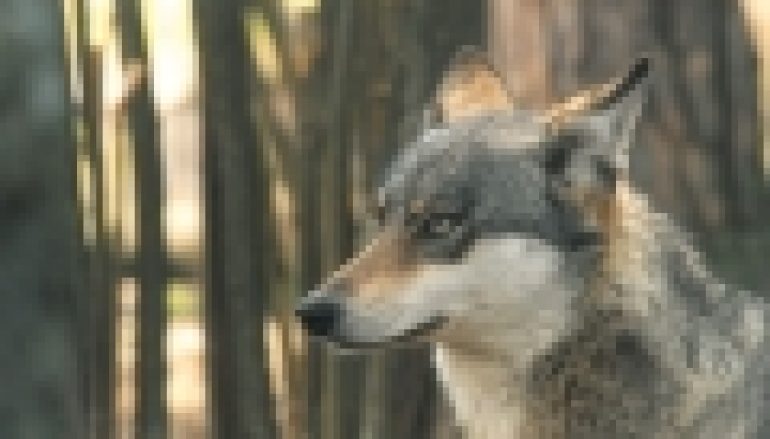 Wilki z Głuska w prokuraturze – Nadleśnictwo na cenzurowanym