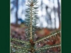 Woda wróciła, czyli o małej retencji w Nadleśnictwie Kaliska słów kilka