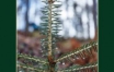 Woda wróciła, czyli o małej retencji w Nadleśnictwie Kaliska słów kilka