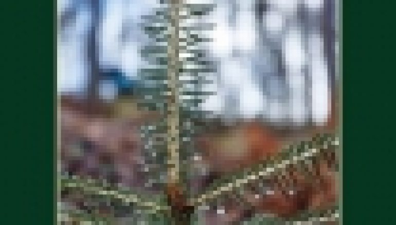 Woda wróciła, czyli o małej retencji w Nadleśnictwie Kaliska słów kilka