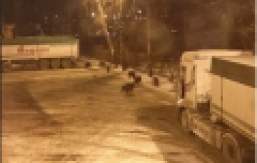 Gdańsk – Miejski myśliwy