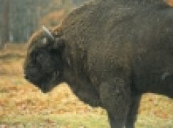 Gruźlica groźna dla żubrów w Bieszczadach – Stado do odstrzału