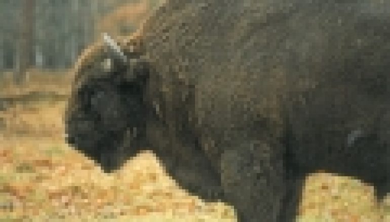 Gruźlica groźna dla żubrów w Bieszczadach – Stado do odstrzału