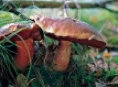 Fotoreportaż – Grzybowe łowy