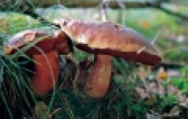 Fotoreportaż – Grzybowe łowy