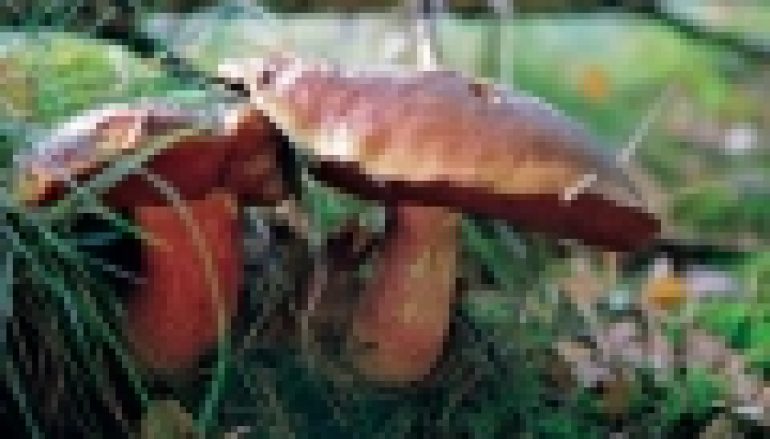 Fotoreportaż – Grzybowe łowy