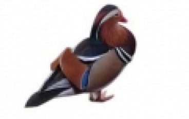 Ochrona przyrody – Nowe listy gatunków