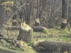 Szkody powodowane przez zwierzęta chronione – Przeciwnik: bóbr!