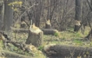 Szkody powodowane przez zwierzęta chronione – Przeciwnik: bóbr!