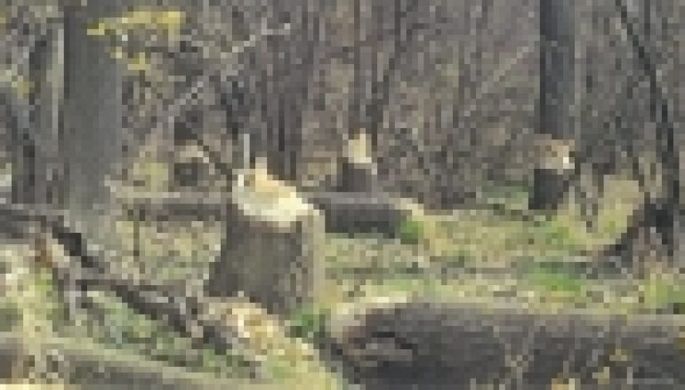 Szkody powodowane przez zwierzęta chronione – Przeciwnik: bóbr!