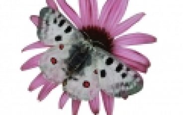 Karkonoski Park Narodowy – Reintrodukcja niepylaka apollo