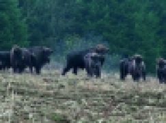 RDLP w Krośnie – Zwierzyna policzona