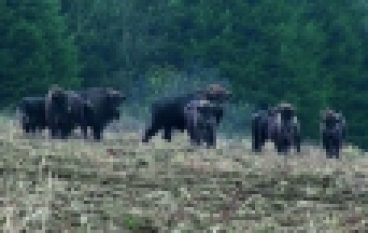 RDLP w Krośnie – Zwierzyna policzona