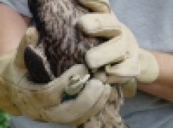 Przywracanie populacji sokoła wędrownego – Wsiedlania kolejny etap