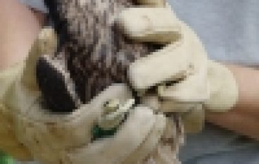 Przywracanie populacji sokoła wędrownego – Wsiedlania kolejny etap