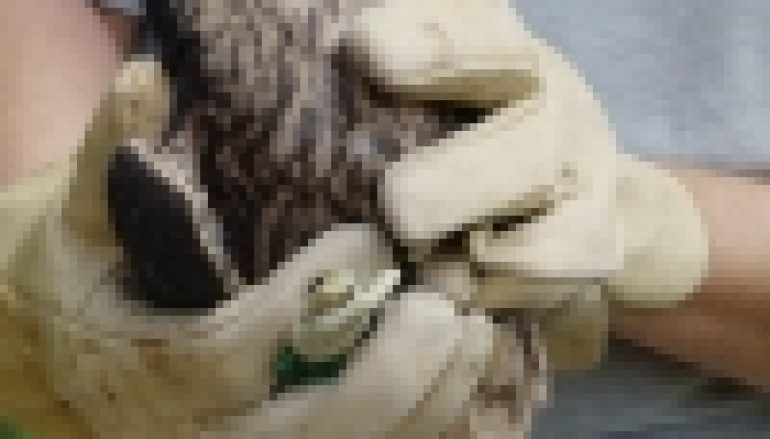 Przywracanie populacji sokoła wędrownego – Wsiedlania kolejny etap